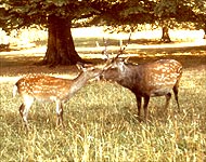 Japanese Sika Deer