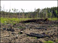 وهل شوي ځنګل