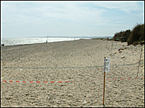 Newly planted Marram grasses
