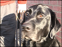 Three year old guide dog, Tom.