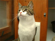 Lucky is a very mischievous and playful cat with boundless energy