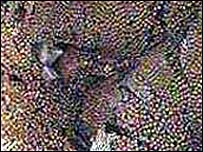 خاويار بلوگا