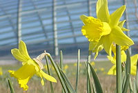 Daffodil