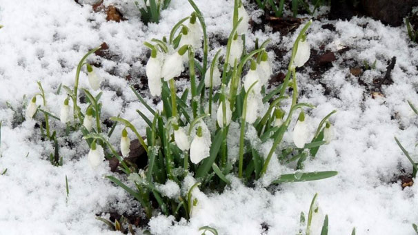 Snowdrops in snow (courtesy of Margaret Miller )
