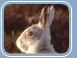 Mountain Hare