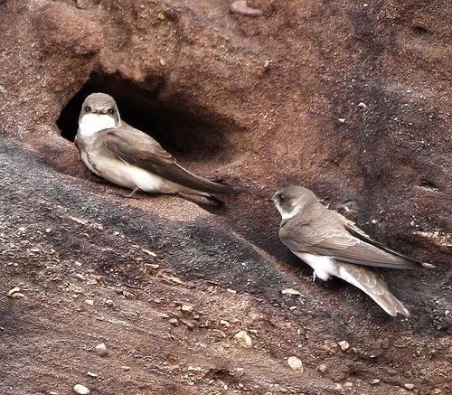 sand martins on a bank by john saxton