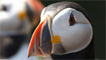 Puffins on Skomer by John Hailsham