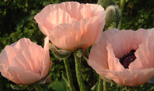 Oriental poppies