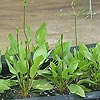 Alisma plantago-aquatica