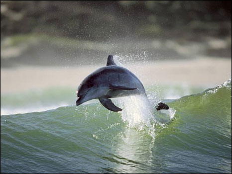 Imagem do fotógrafo Greg Huglin mostra golfinhos surfando na África do Sul