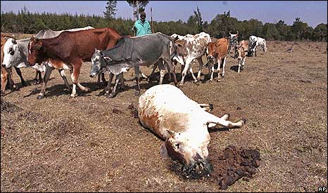 Lesakut Pereruan with the remains of his herd after a drought wiped out 64 of his 120 cattle near Mount Kenya