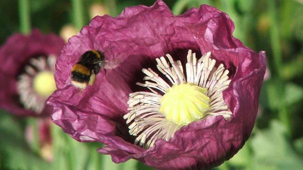 Simon Wright from Ayr spotted this bee on a warm summer's day.