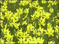 Farndale's famous flowers