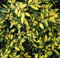 Eleagnus Pungens 'Maculata'