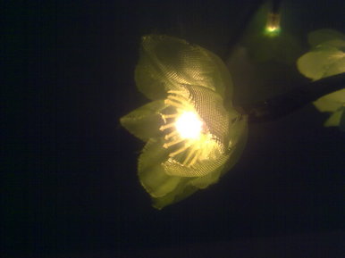 Light Blossom