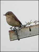 Spotted Flycatcher by Dylan Mackey