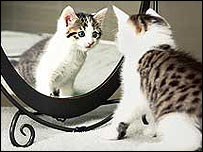 Gato clonado no Texas