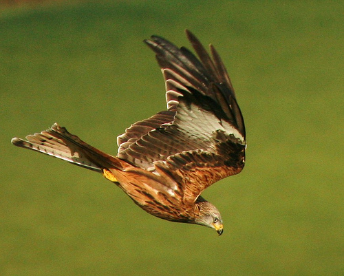 Red kite by Jimmy Harris