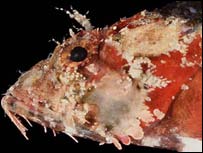 É esperada a descoberta de milhares de novas espécies de vida marinha