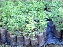 शीशम का नया क्लोन