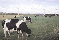 Gwartheg yn pori o dan fferm wynt yn Swydd Efrog