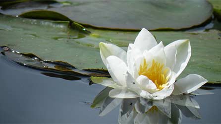 Water lilies at Bosheston by Ciara Owens