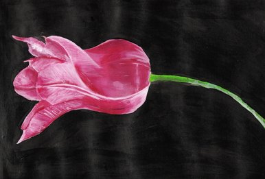 Pink Tulip