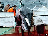 Caçada de baleia minke (foto arquivo)