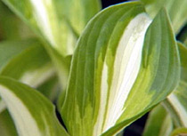 Hosta