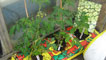 Tomato and cucumber plants