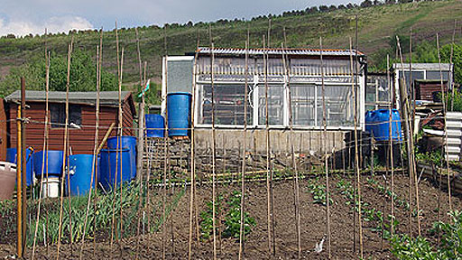 Terry Walton's Allotment Terry's Allotment