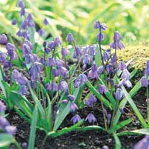 Scilla 'Spring Beauty'