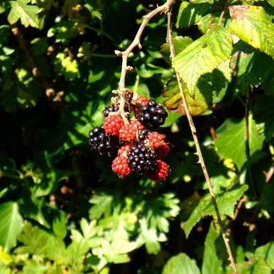 Berries
