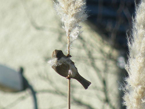 nest building bird on reed by maggie f