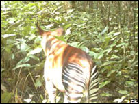 Ocapi. Foto da Sociedade Zoológica de Londres 