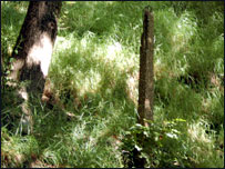 Redacre Woods, Mytholmroyd