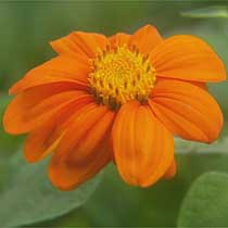 Tithonia