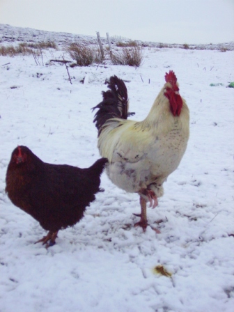 Sandy the cockerel struts his stuff