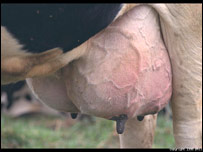 بيماری پستان در گاو ها 