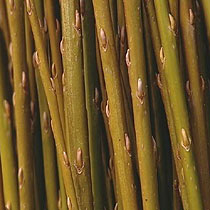 Salix viminalis 'Cane Osier'
