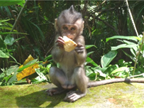 A baby monkey at the Sanctuary in Ubud