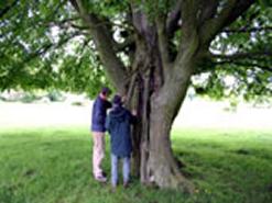 Brett Westwood and Jill Butler Aerial Roots - Hatfield Forest. © Ted Green (Ancient Tree Forum)