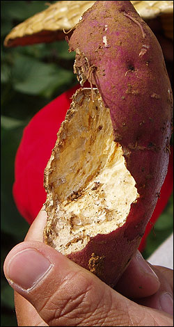 A kamote (sweet potato) damaged by the Forest rat.