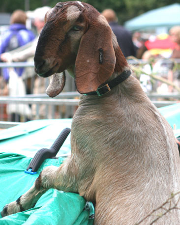 Jeannie Cooper sent this shot and says, "I had a very enjoyable Saturday at the Perth Show and noticed this long-eared goat, who seemed to want to escape its pen and have a better look around."