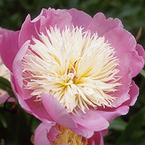 Paeonia 'Bowl of Beauty'