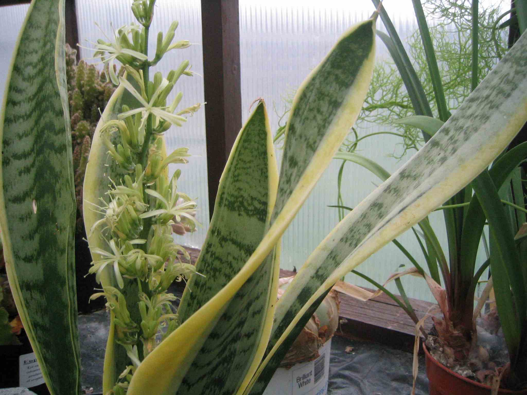 Mother in laws tongue flower