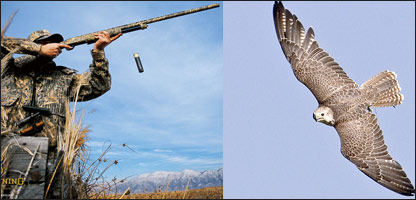 شکار پرنده ها و حيوانات جرم است!