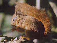 Red squirrel on a branch