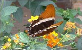 View of Stratford Butterfly Farm 