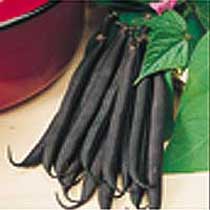 Dwarf French bean 'Purple Teepee'. Image supplied by Dobies